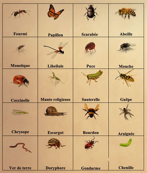 pest traduction|pest translation in French .